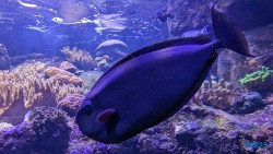 Aquarium de La Réunion Le Port 23.11.30 Katamarane und Traumstrände auf Mauritius Seychellen Madagaskar AIDAblu 015