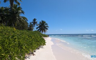 Isla Saona La Romana 24.02.24 Traumhafte Strände und Wale in Mittelamerika und Karibik AIDAluna 048